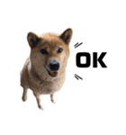 愛犬のいろいろ②（個別スタンプ：15）