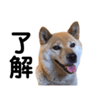 愛犬のいろいろ②（個別スタンプ：16）