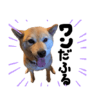 愛犬のいろいろ②（個別スタンプ：20）