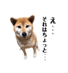 愛犬のいろいろ②（個別スタンプ：21）