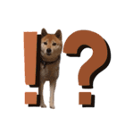 愛犬のいろいろ②（個別スタンプ：22）