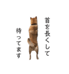 愛犬のいろいろ②（個別スタンプ：23）