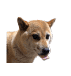 愛犬のいろいろ②（個別スタンプ：24）