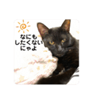 ☆きらくんスタンプ☆（個別スタンプ：5）