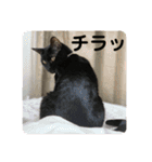 ☆きらくんスタンプ☆（個別スタンプ：16）
