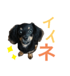 じんちゃんの、スタンプ（個別スタンプ：11）
