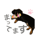 じんちゃんの、スタンプ（個別スタンプ：15）