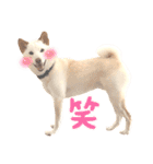 諭吉10（個別スタンプ：7）
