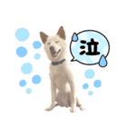 諭吉10（個別スタンプ：8）