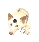 諭吉10（個別スタンプ：30）