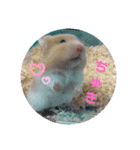癒しのみーたんすたんぷ！ハムスター（個別スタンプ：1）