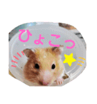 癒しのみーたんすたんぷ！ハムスター（個別スタンプ：2）