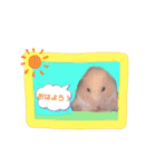 癒しのみーたんすたんぷ！ハムスター（個別スタンプ：3）