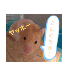 癒しのみーたんすたんぷ！ハムスター（個別スタンプ：4）