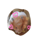 癒しのみーたんすたんぷ！ハムスター（個別スタンプ：7）