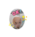 癒しのみーたんすたんぷ！ハムスター（個別スタンプ：9）
