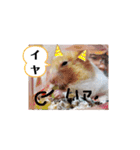 癒しのみーたんすたんぷ！ハムスター（個別スタンプ：10）