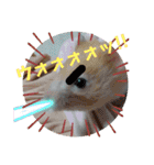 癒しのみーたんすたんぷ！ハムスター（個別スタンプ：12）