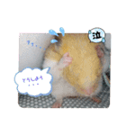 癒しのみーたんすたんぷ！ハムスター（個別スタンプ：14）