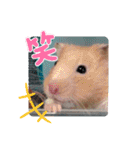 癒しのみーたんすたんぷ！ハムスター（個別スタンプ：15）