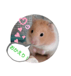 癒しのみーたんすたんぷ！ハムスター（個別スタンプ：19）
