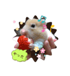 癒しのみーたんすたんぷ！ハムスター（個別スタンプ：21）