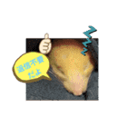 癒しのみーたんすたんぷ！ハムスター（個別スタンプ：22）