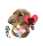 可愛いダックスフント（個別スタンプ：24）