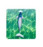 Wild Finless porpoise スナメリ by DRONE（個別スタンプ：1）