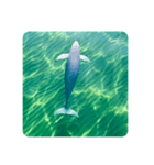 Wild Finless porpoise スナメリ by DRONE（個別スタンプ：2）