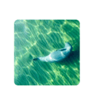 Wild Finless porpoise スナメリ by DRONE（個別スタンプ：5）