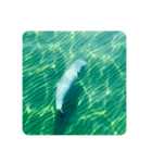 Wild Finless porpoise スナメリ by DRONE（個別スタンプ：6）