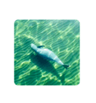 Wild Finless porpoise スナメリ by DRONE（個別スタンプ：7）