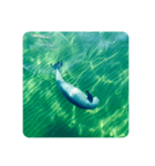 Wild Finless porpoise スナメリ by DRONE（個別スタンプ：8）