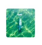 Wild Finless porpoise スナメリ by DRONE（個別スタンプ：10）