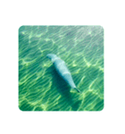 Wild Finless porpoise スナメリ by DRONE（個別スタンプ：11）