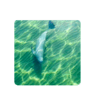 Wild Finless porpoise スナメリ by DRONE（個別スタンプ：12）