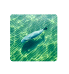 Wild Finless porpoise スナメリ by DRONE（個別スタンプ：15）