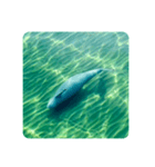 Wild Finless porpoise スナメリ by DRONE（個別スタンプ：16）