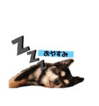 れおチワちゃん（個別スタンプ：2）