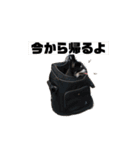 れおチワちゃん（個別スタンプ：23）