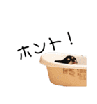 れおチワちゃん（個別スタンプ：29）