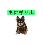 れおチワちゃん（個別スタンプ：31）