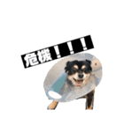 れおチワちゃん（個別スタンプ：38）