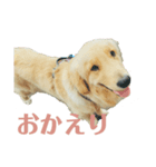 ゴールデンレトリバーのヴィッキー⑤（個別スタンプ：4）