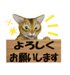 毎日使える敬語スタンプ 猫のメル（個別スタンプ：5）