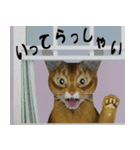 毎日使える敬語スタンプ 猫のメル（個別スタンプ：31）