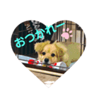 クウタ・スタンプ（個別スタンプ：1）