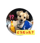 クウタ・スタンプ（個別スタンプ：6）