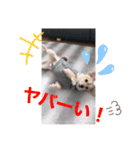 クウタ・スタンプ（個別スタンプ：8）